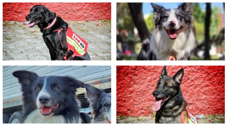 Balam, Orly, July y Rex: Los perros rescatistas de la Cruz Roja Mexicana que ayudarán en Turquía