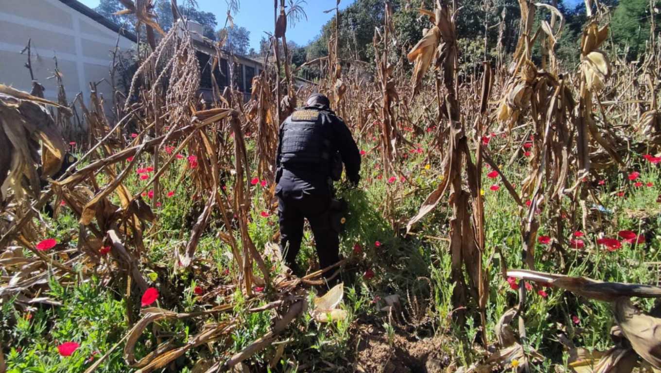 Unidades antinarcóticas de la PNC erradicaron mil matas de amapola en un sector de San Juan Comalapa, Chimaltenango el pasado 24 de febrero. Foto Prensa Libre: cortesía PNC.