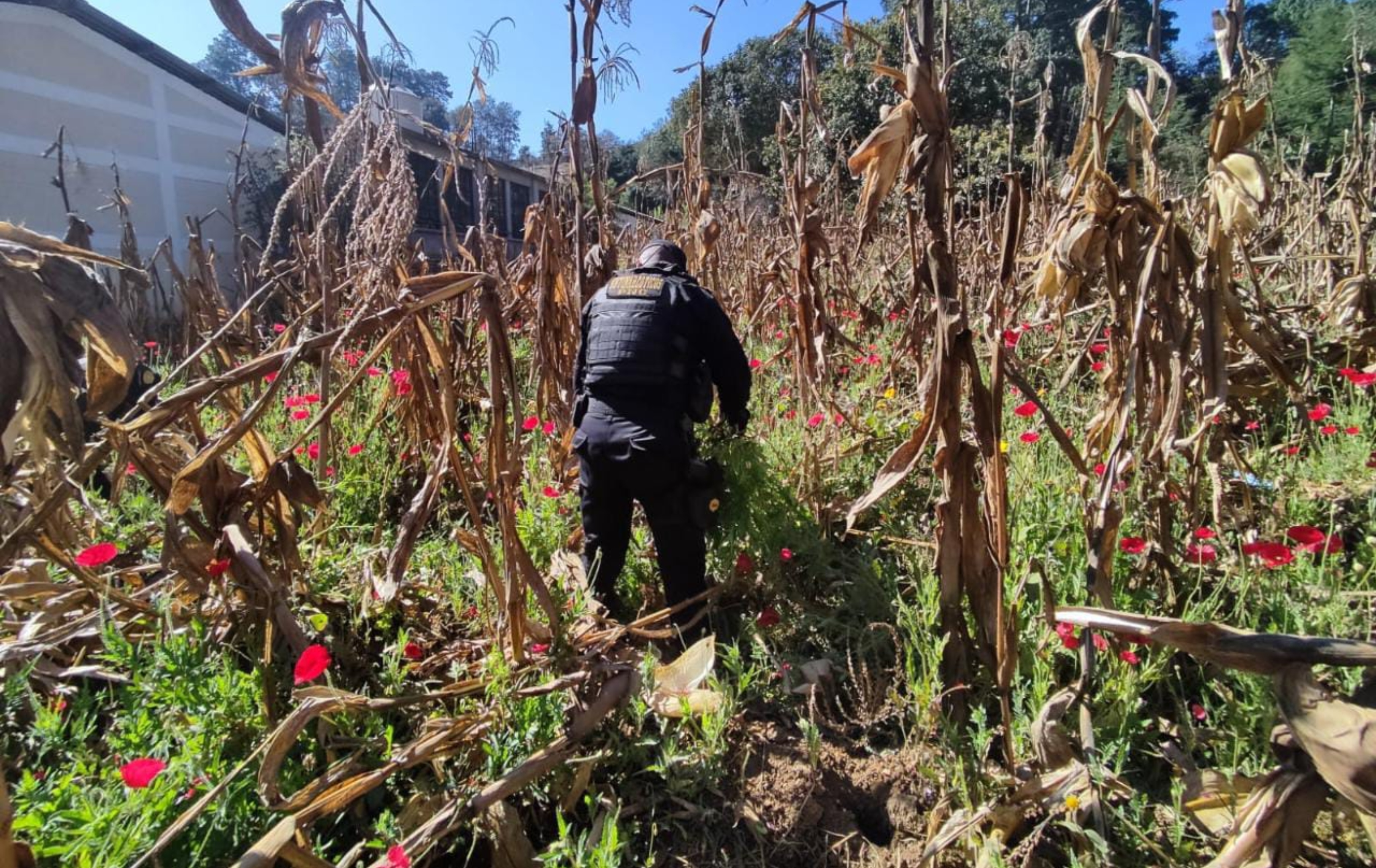 Unidades antinarcóticas de la PNC erradicaron mil matas de amapola en un sector de San Juan Comalapa, Chimaltenango el pasado 24 de febrero. Foto Prensa Libre: cortesía PNC.