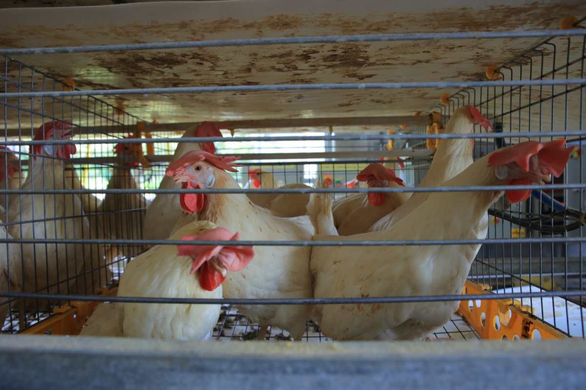 Desde la primera quincena de enero de 2023, Epidemiología emitió una alerta preventiva por la gripe aviar H5N1. (Foto Prensa Libre: Maga)