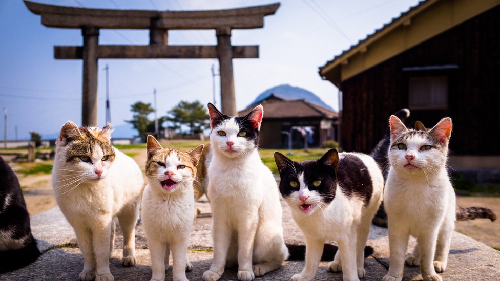 La popularidad de los gatos en Japón sigue creciendo.

GETTY IMAGES
