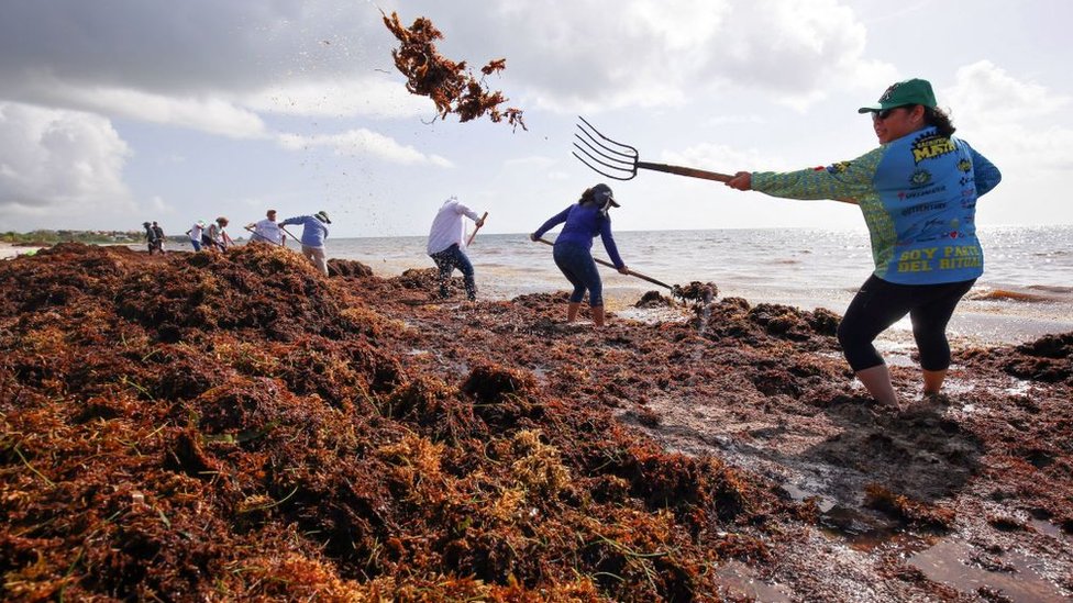 La masa de algas de casi 9.000 km de largo que avanza hacia el Caribe y Florida