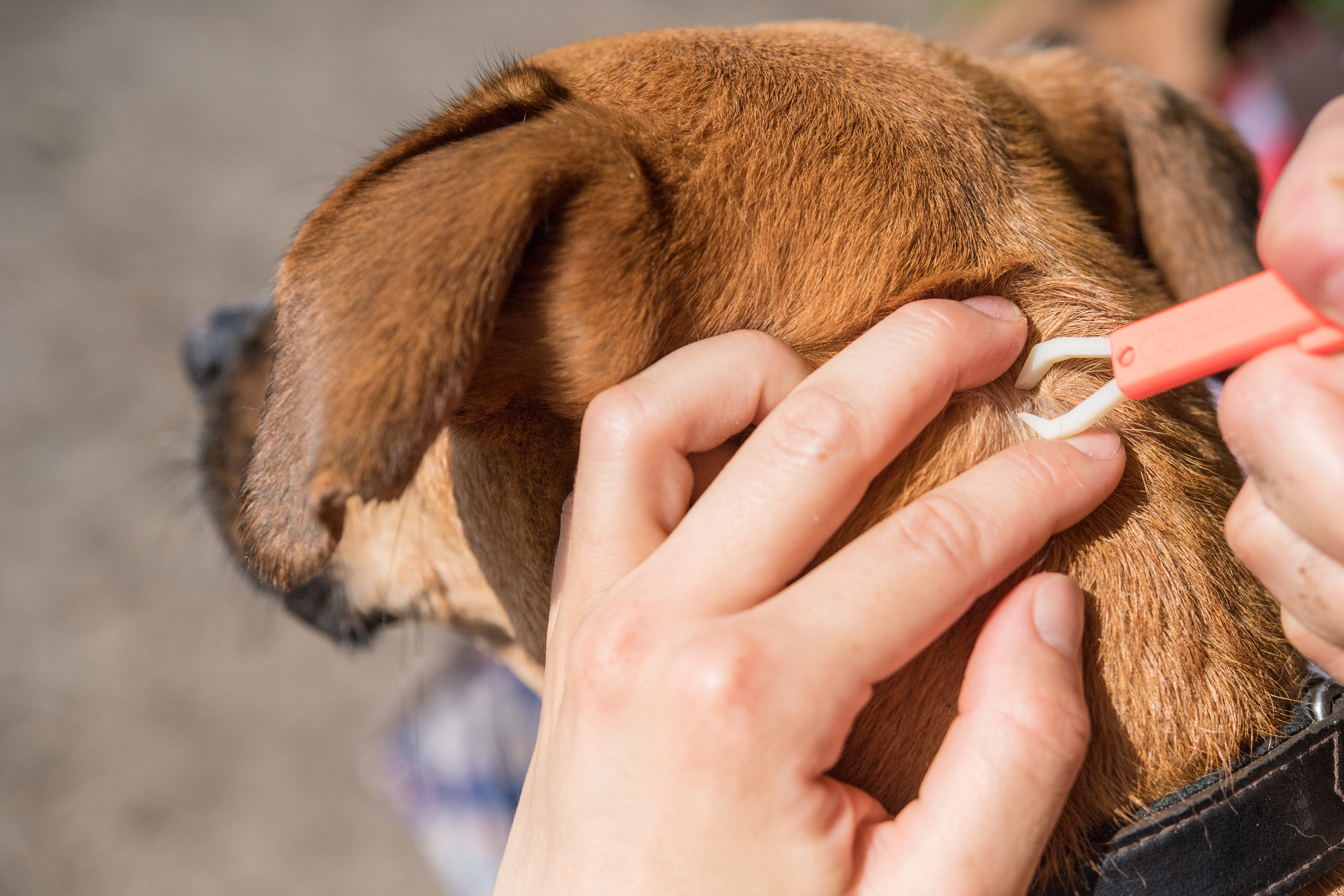 ¿Cómo prevenir y eliminar las garrapatas? Siga estos consejos