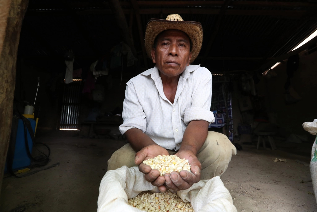 A comienzos de 2023, miles de familias campesinas comenzaron a comprar, de forma anticipada, granos básicos ante la escasez de reservas debido a la baja producción en 2022. (Foto Prensa Libre: Hemeroteca PL).