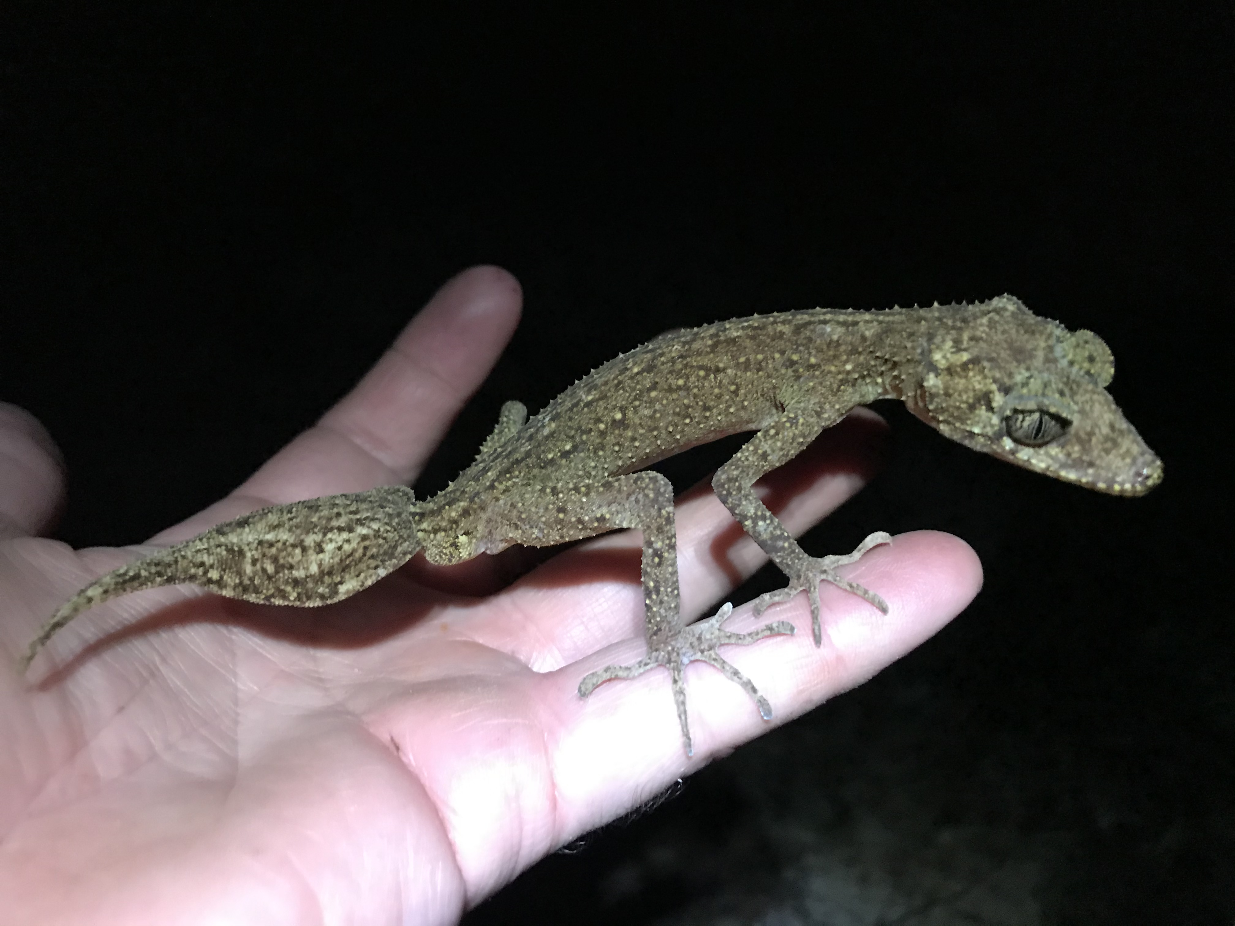 Geco de Cola de Hoja de la Isla Scawfell: Descubren especie de reptil en Australia y estas son sus características