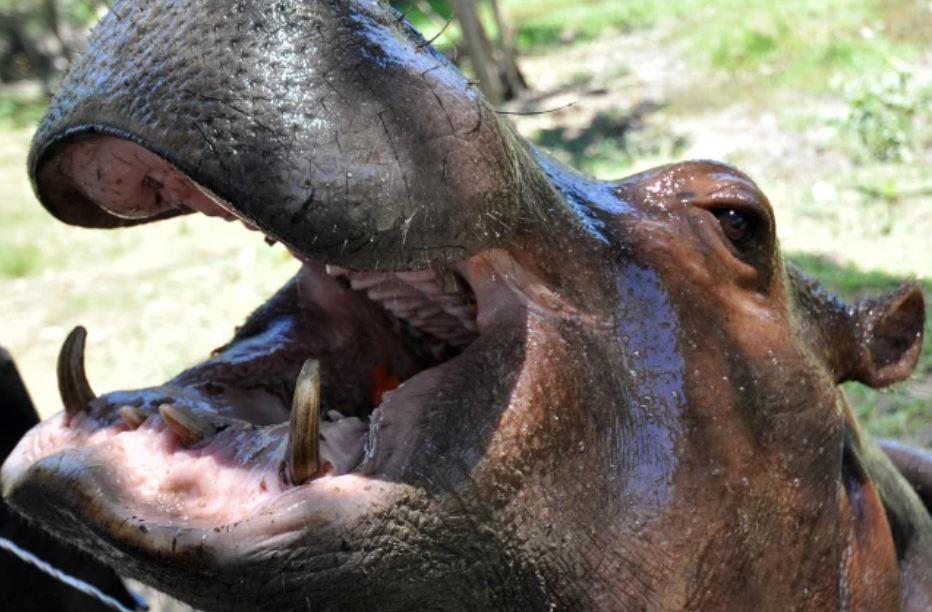 Pablo Escobar: cuánto vale la costosa operación de llevar a los hipopótamos del narcotraficante lejos de Colombia