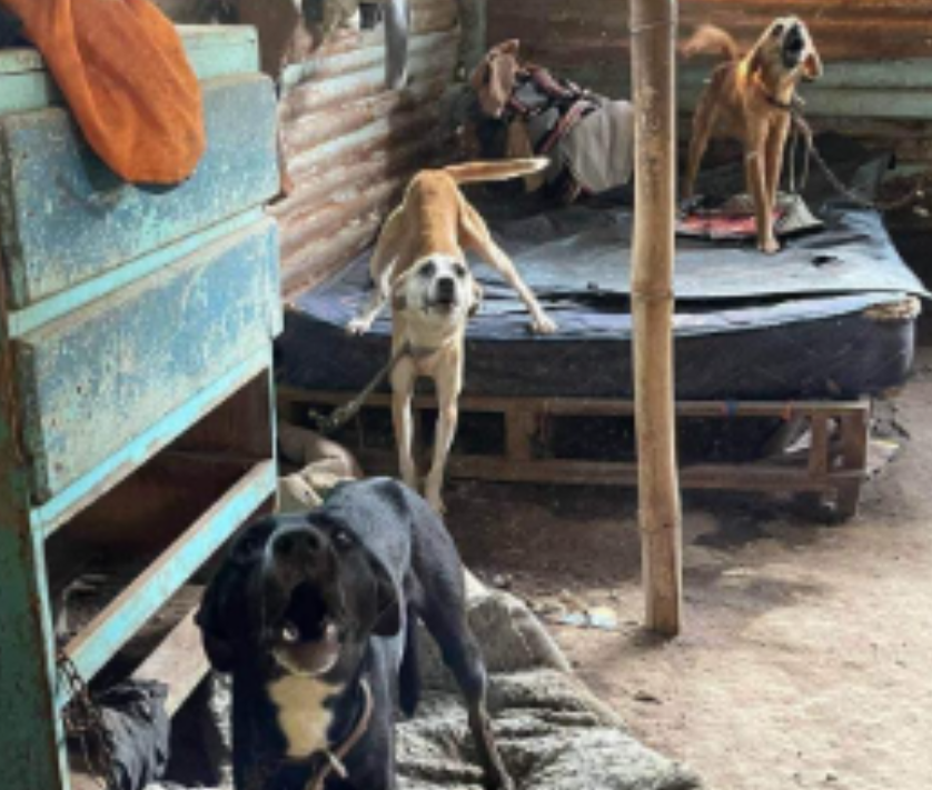 Varios perros fueron rescatados cuando eran víctimas de maltrato en el Asentamiento 19 de Mayo, zona 6. (Foto: Cortesía Municipalidad de Guatemala) 