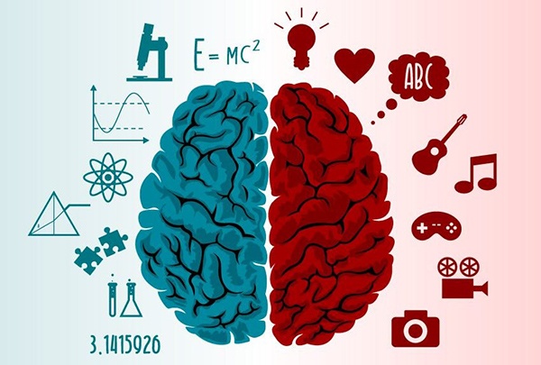 Los dos hemisferios cerebrales cumplen con funciones muy distintas pero compatibles entre sí. (Foto Prensa Libre: Google)