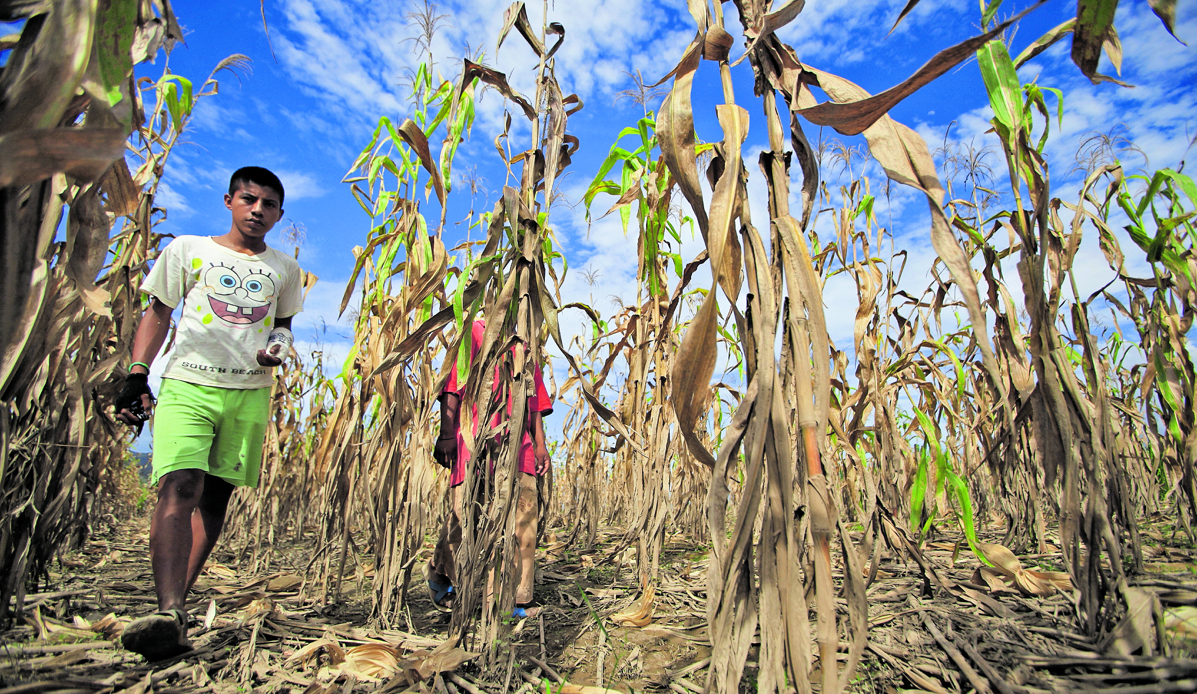 Con la aparición del fenómeno del Niño las lluvias serán menos y afectará los cultivos. (Foto Prensa Libre: Hemeroteca PL)