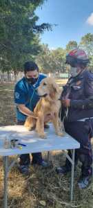 Neto, el perro rescatista muere tras prestar servicio por nueve años