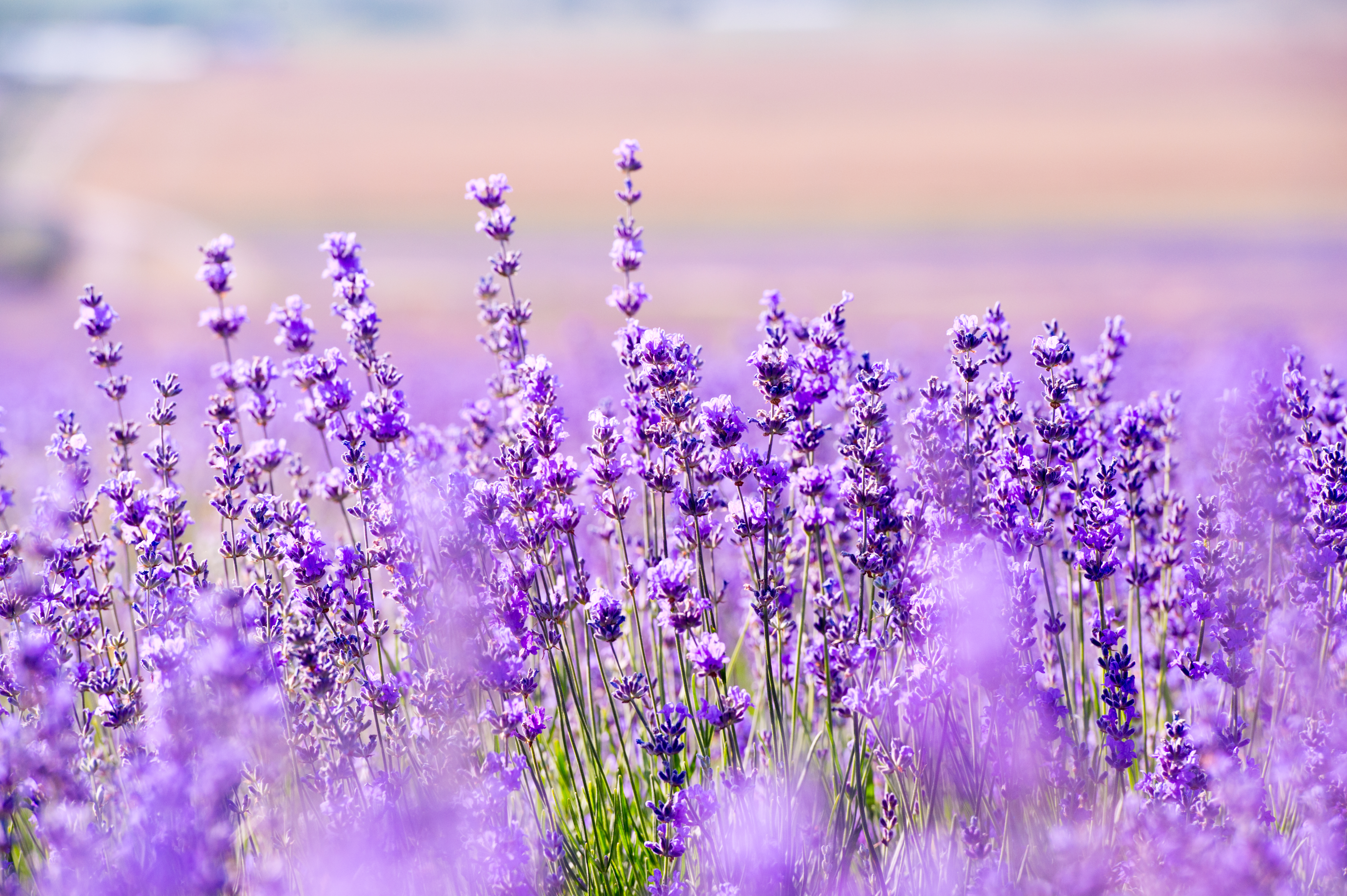 Las flores de lavanda se mantienen agrupadas y adquieren una forma espiga que suele atraer insectos polinizadores. (Foto Prensa Libre: Shutterstock)