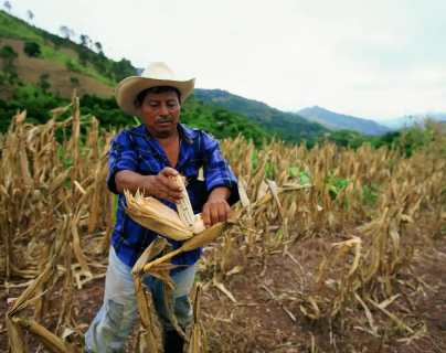 Expertos advierten sobre impactos del cambio climático en los cultivos en la región, incluida Guatemala