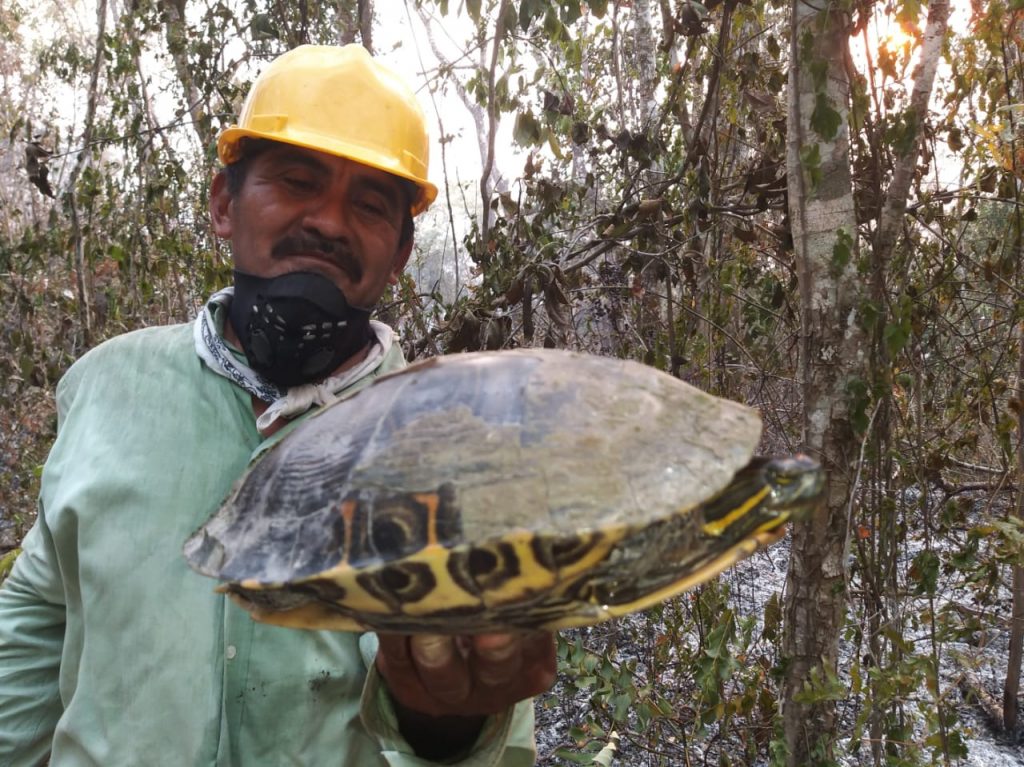 Pichones, tortugas, iguanas, lagartijas: Estas son las especies amenazadas por incendios forestales en Guatemala