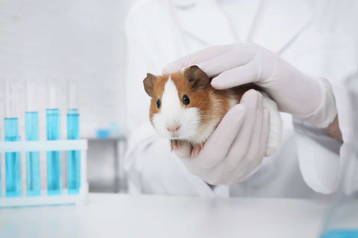 Principios éticos deben prevalecer en la experimentación animal