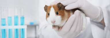 Principios éticos deben prevalecer en la experimentación animal