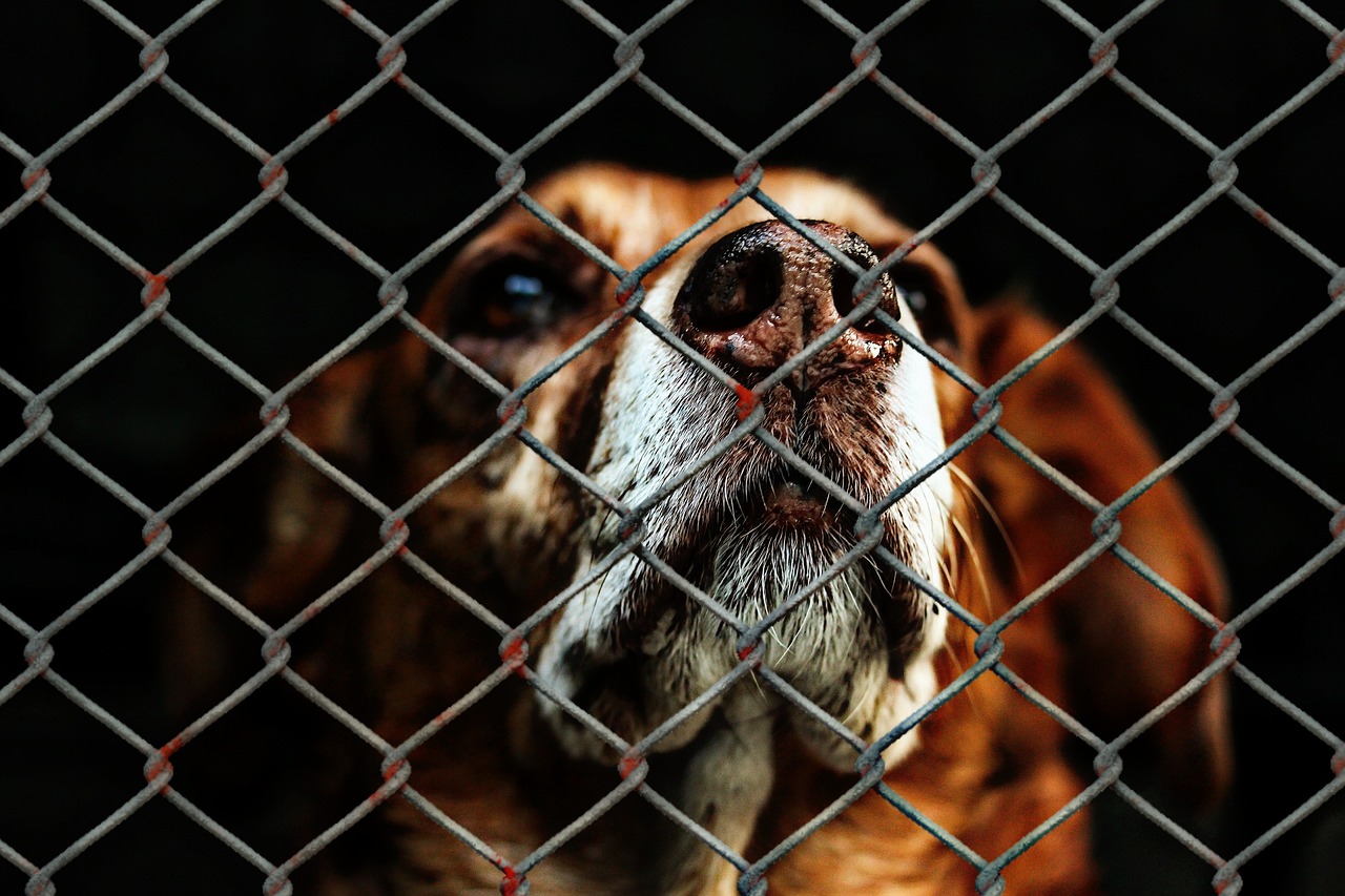 Los detalles de la captura de un hombre en San Marcos por haber arrastrado a un perro con su motocicleta