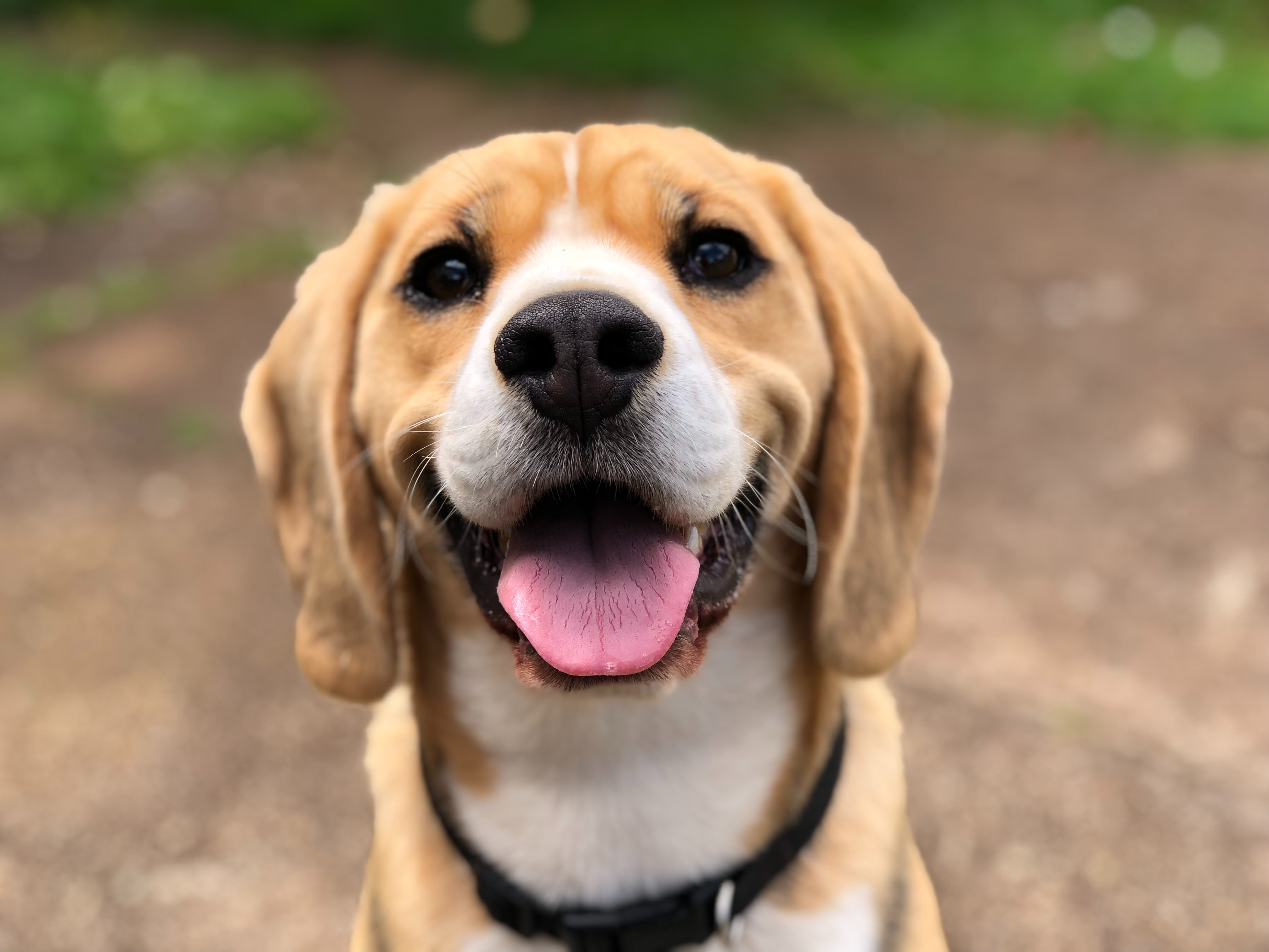 Los perros reaccionan ante la desigualdad y son rencorosos