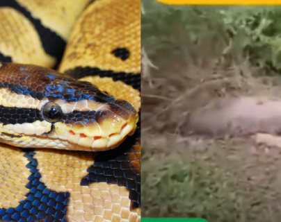 Video: el impresionante momento en el que una serpiente explota luego de comerse una vaca entera
