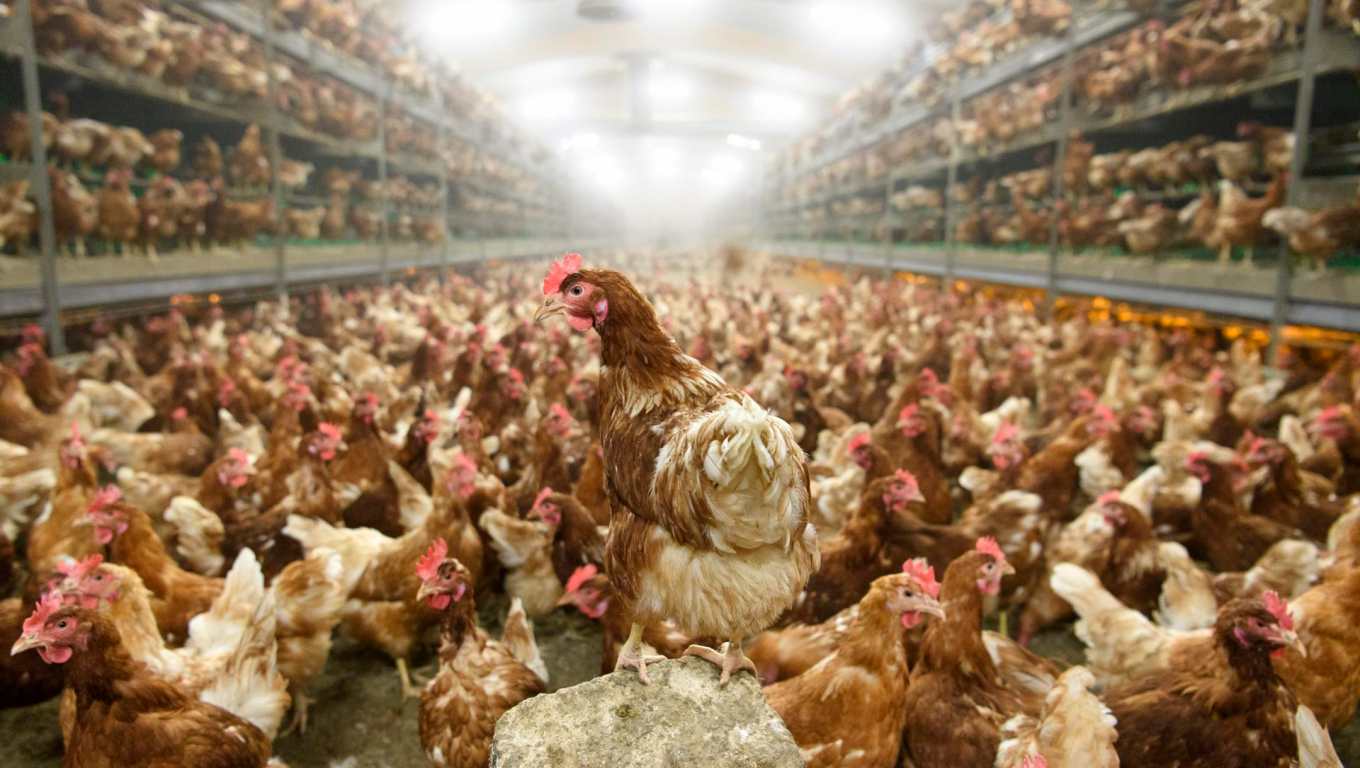 gallinas en una granja avícola