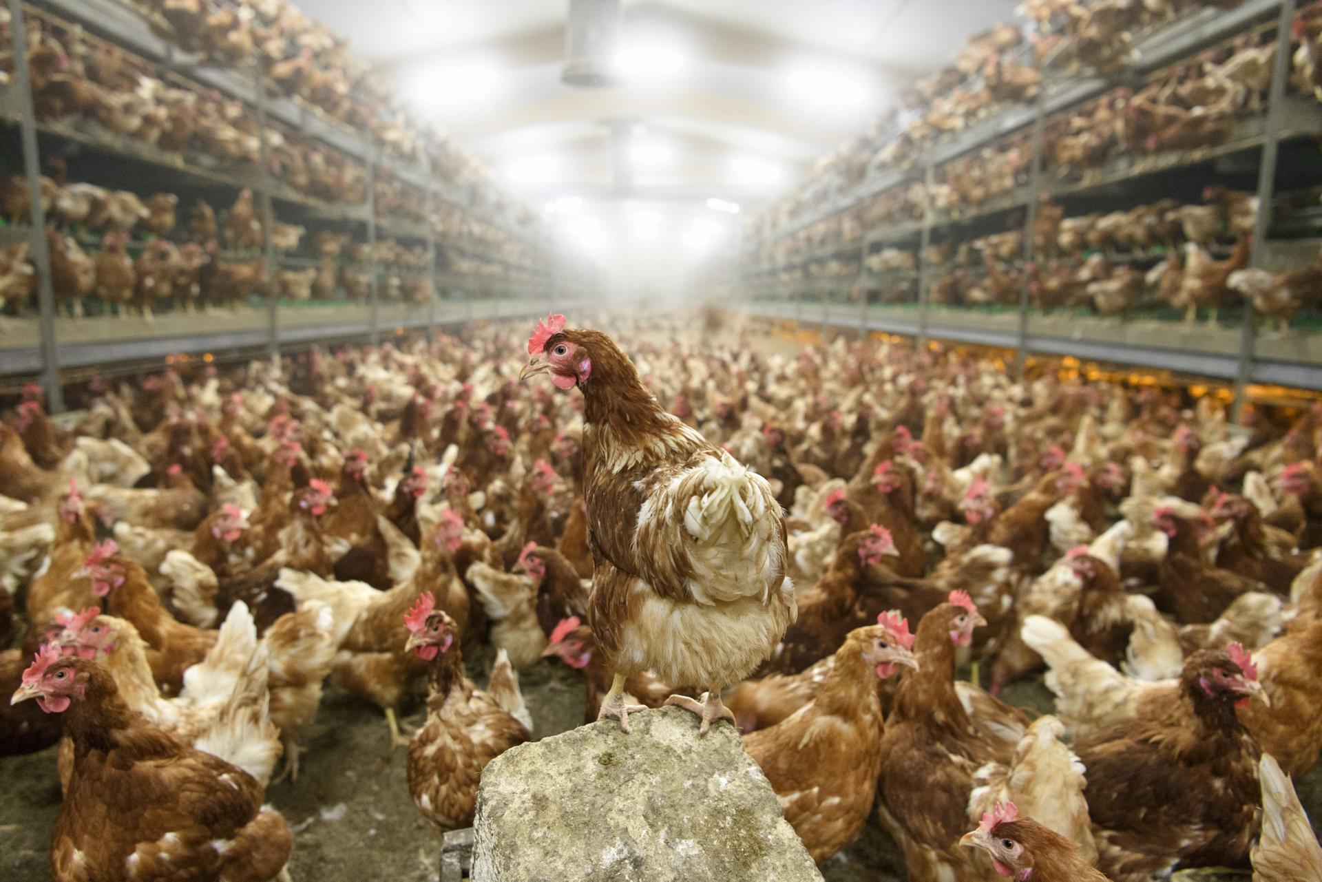 gallinas en una granja avícola