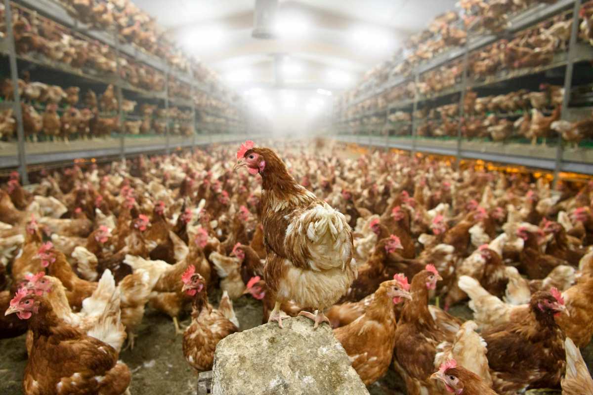 Gripe aviar H3N8: La OMS registra en China la primera muerte en el mundo por ese virus