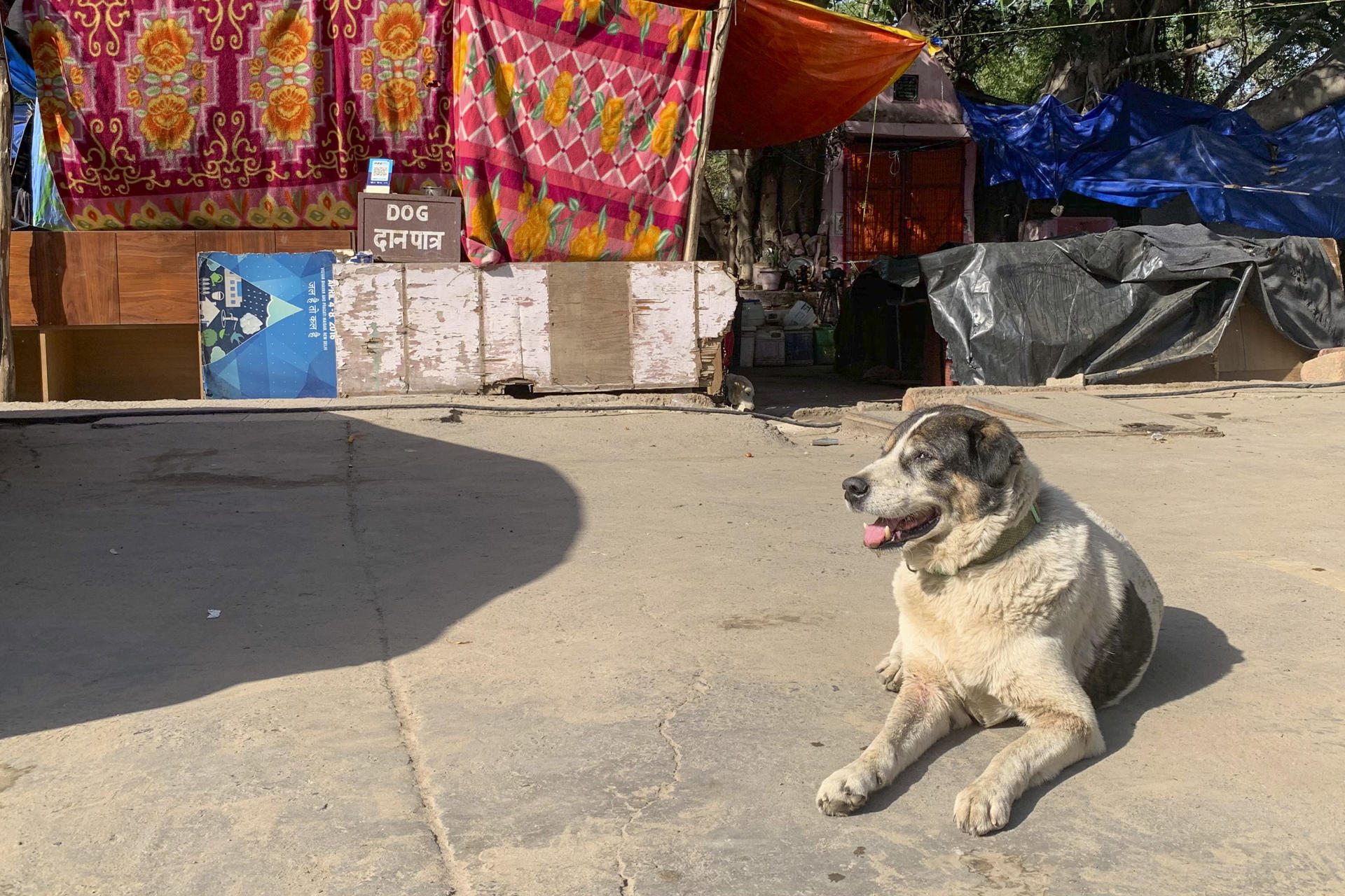 Con 200 perros a su cargo, una anciana aterra a sus vecinos en la India