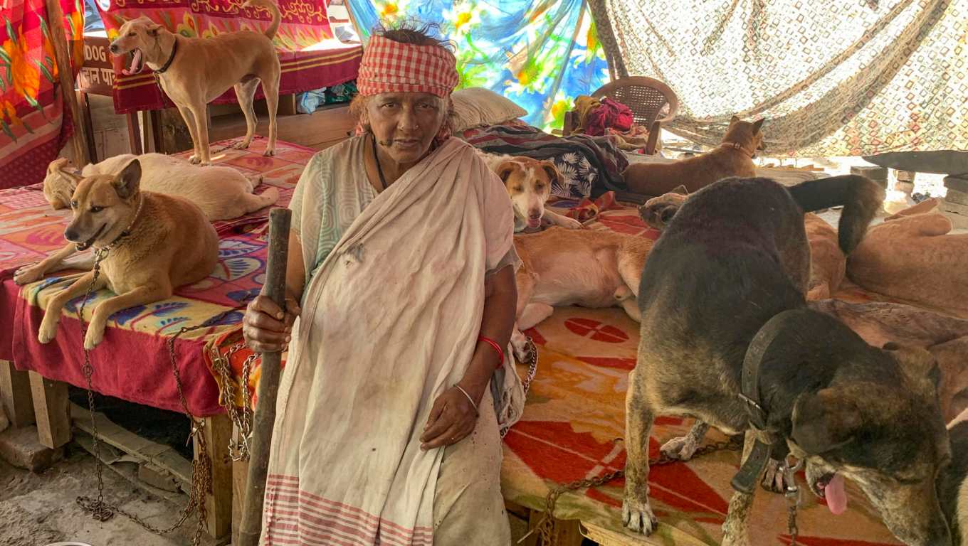Con 200 perros a su cargo, una anciana aterra a sus vecinos en la India