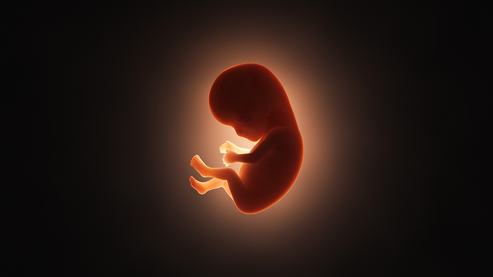 La gastrulación es considerada la caja negra del desarrollo humano porque no se ha podido estudiar en embriones.