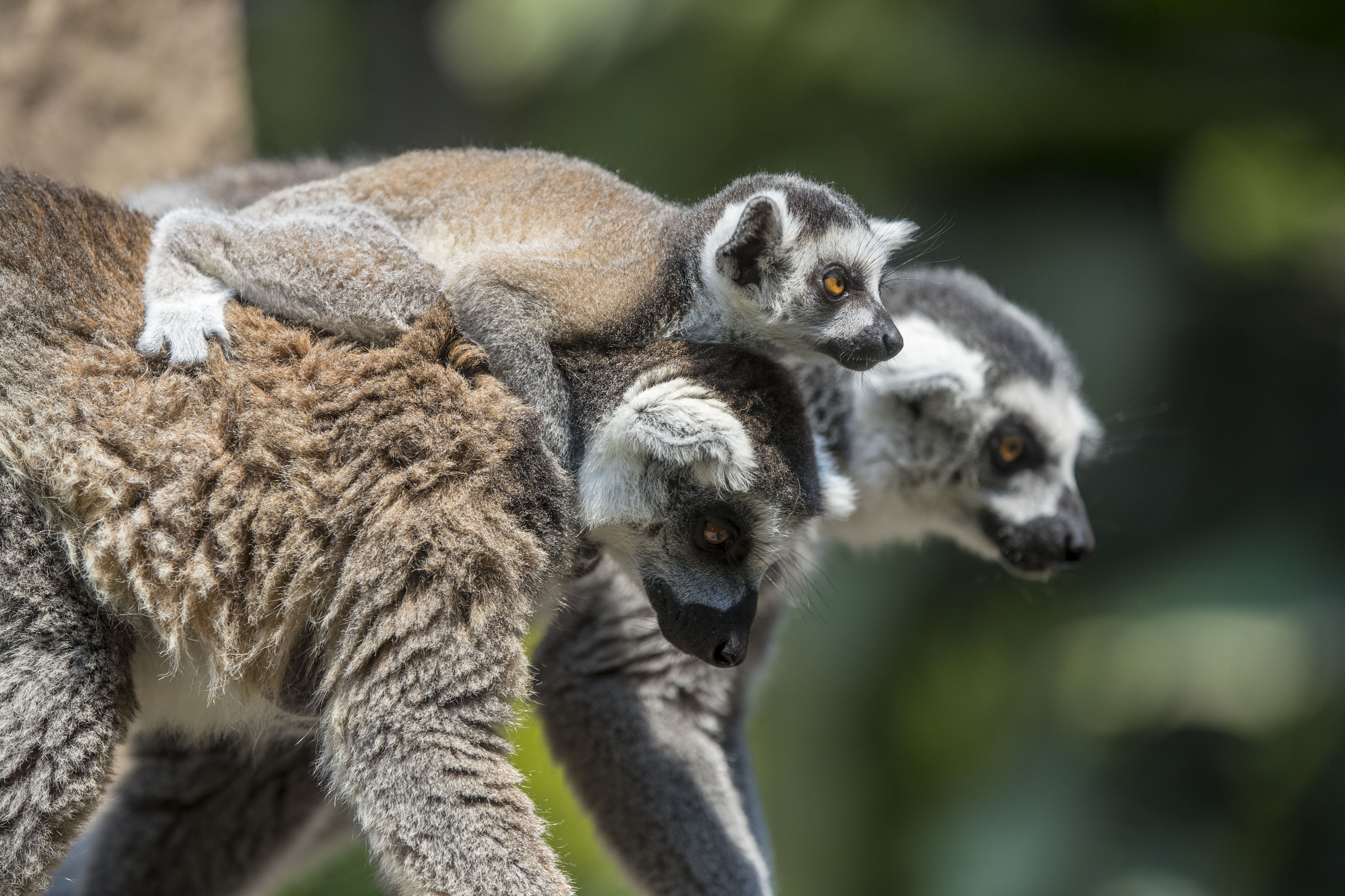 Zoológico La Aurora anuncia primera velada “Noches de Luna Chapina” para el 2026