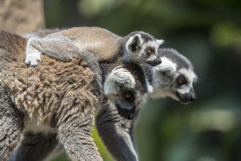 Zoológico La Aurora anuncia primera velada “Noches de Luna Chapina” para el 2