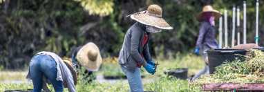 Miles de trabajadores agrícolas guatemaltecos laboran en granjas de Homestead, Florida, en situación migratoria irregular. Si abandonaran el Estado  hay dudas de quiénes podrían hacer esos trabajos. (Foto Prensa Libre: EFE)