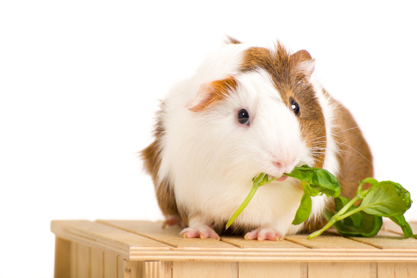 Mamíferos pequeños como ratón, hámster y cuyo deben tener cuidados específicos como mascotas. (Foto Prensa Libre, Shutterstock)