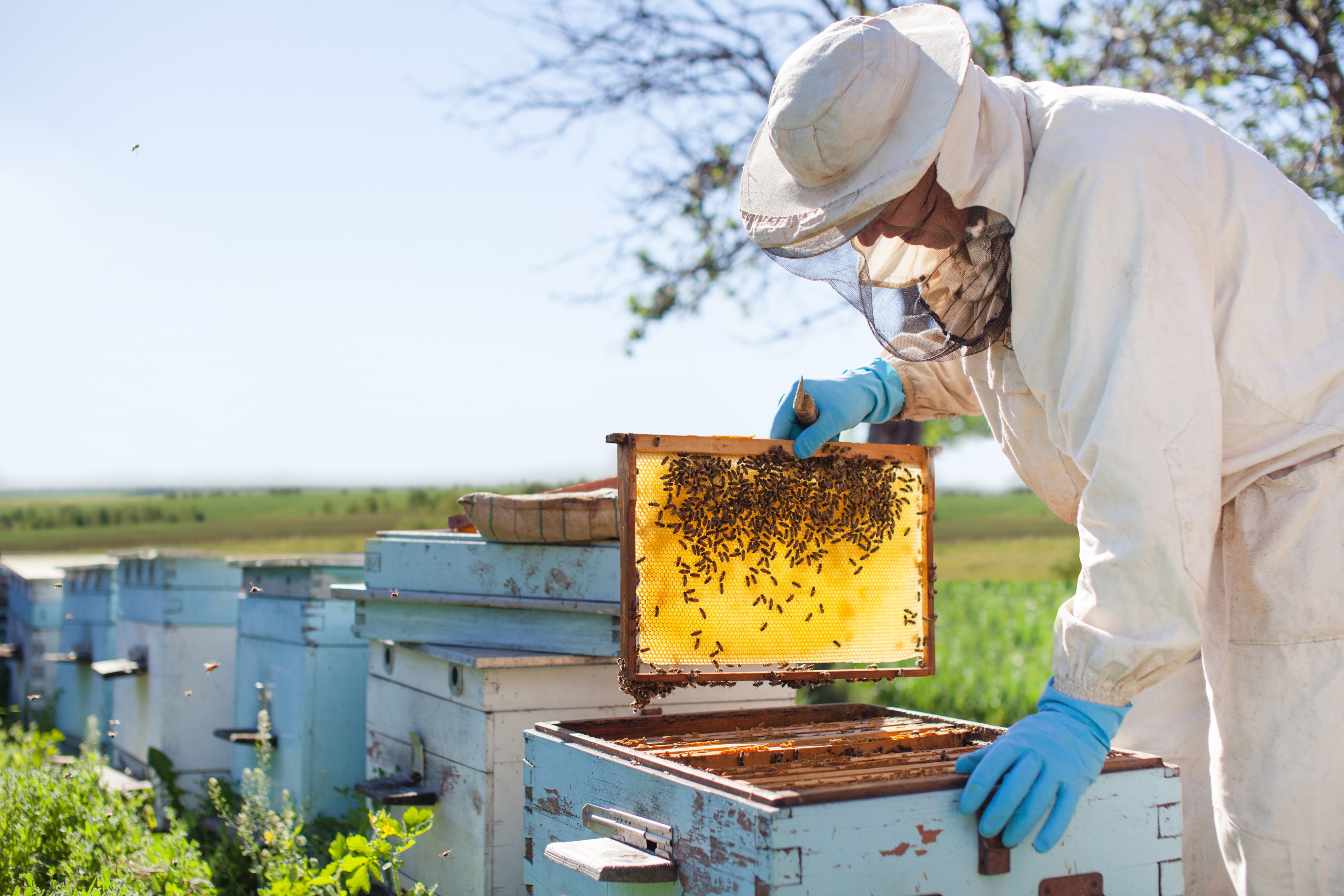 Cómo benefician las abejas y la apicultura a las personas