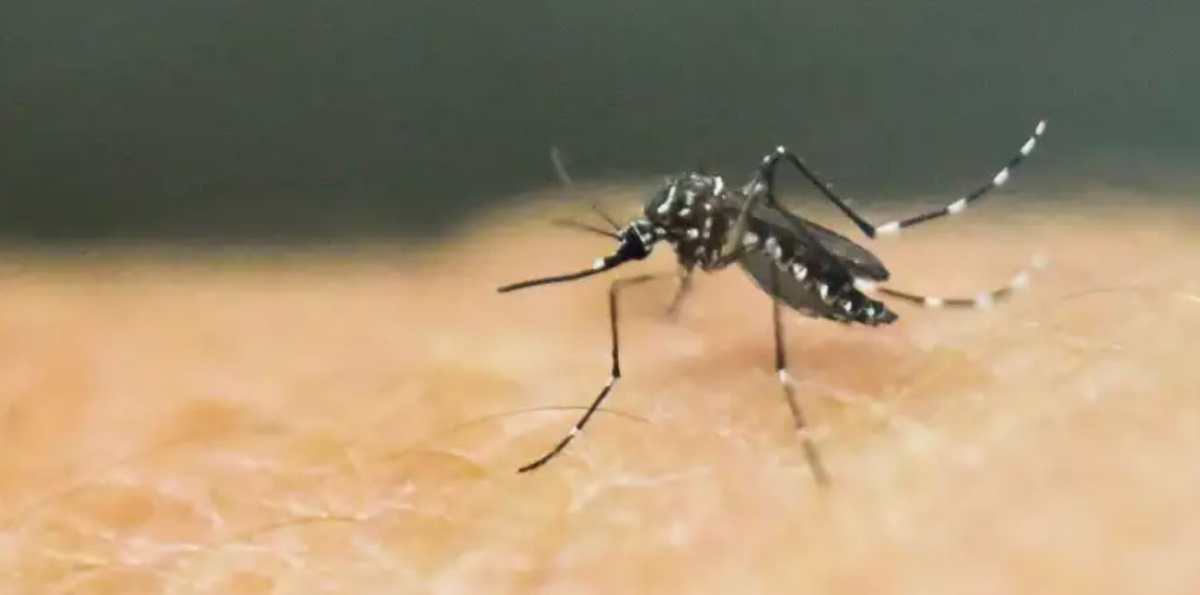 Virus del dengue se propaga por picadura del mosquito llamado Aedes aegypti. (Foto: Hemeroteca PL).