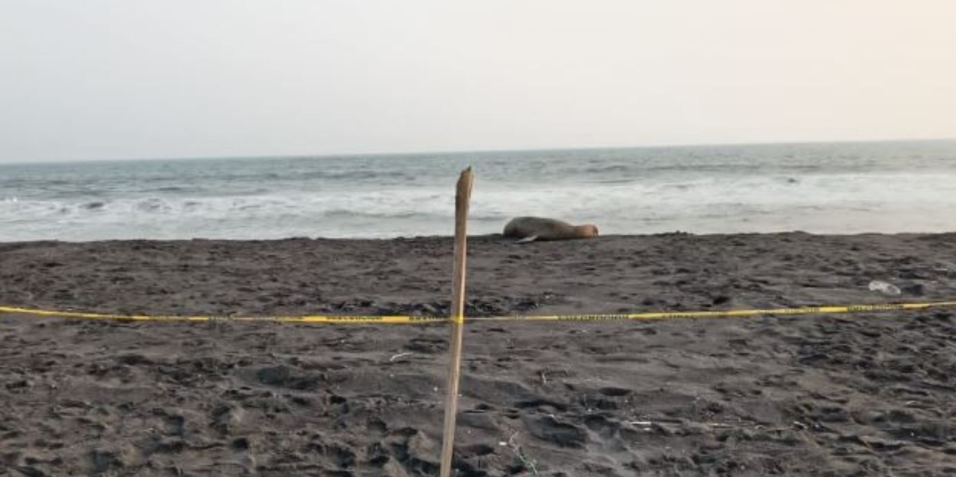 Lobo marino en Retalhuleu'