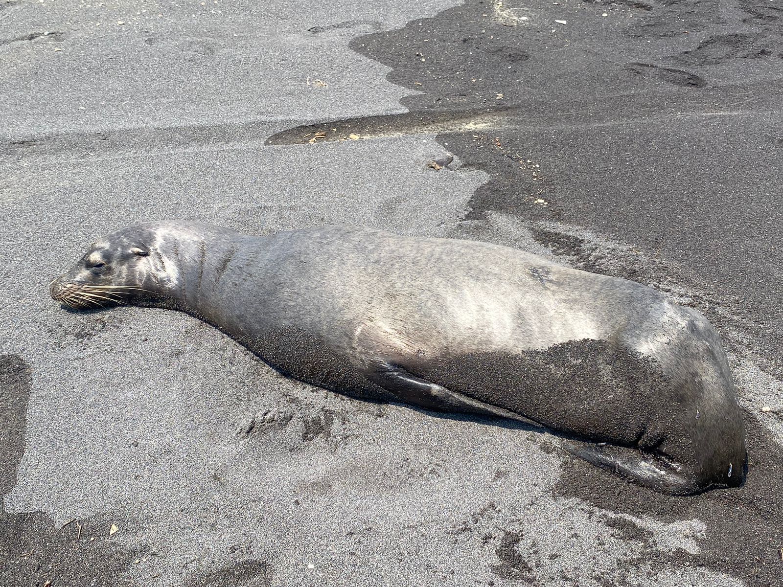León Marino descansaba en playa de Champerico