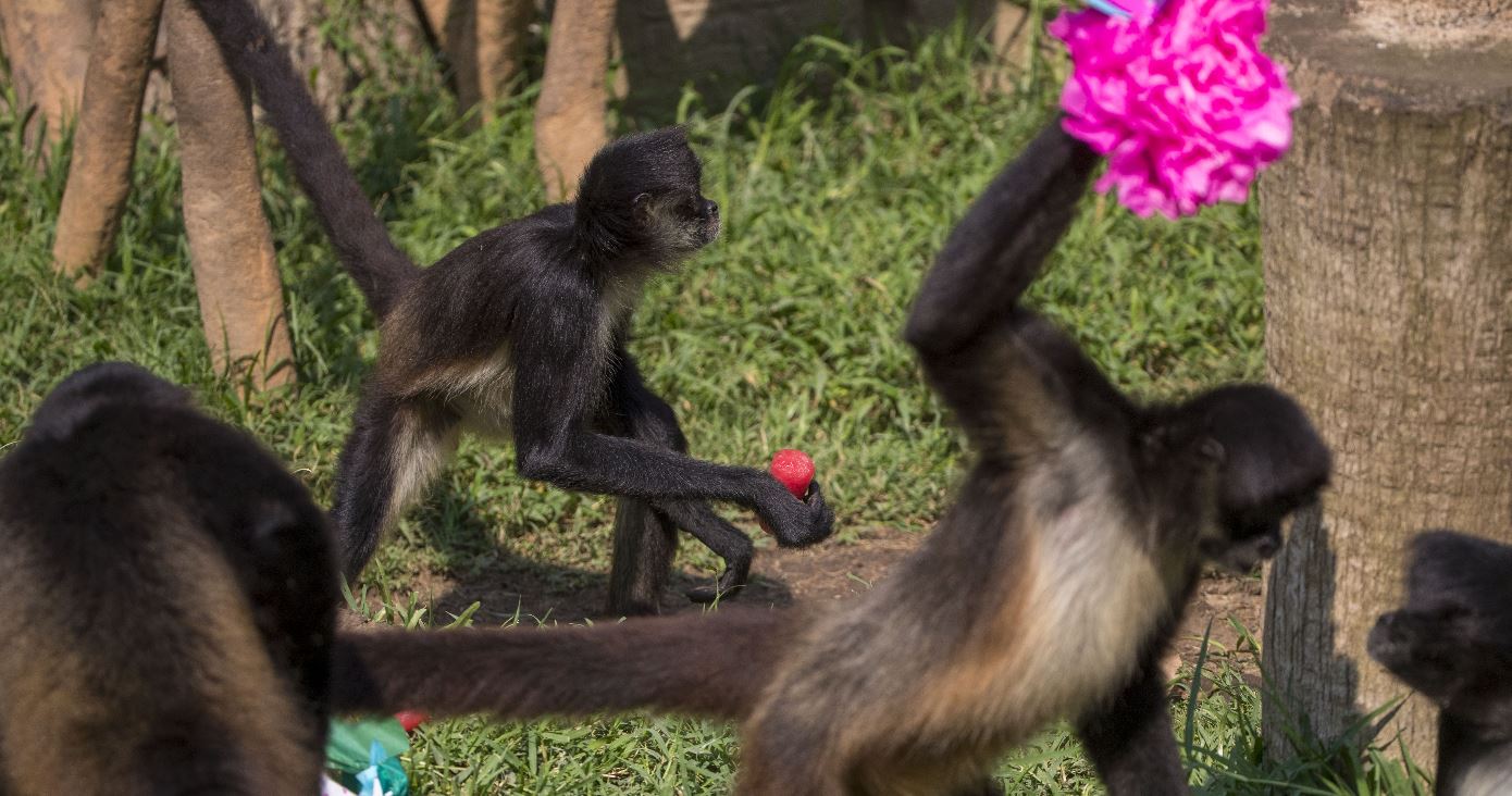 MONOS LA AURORA