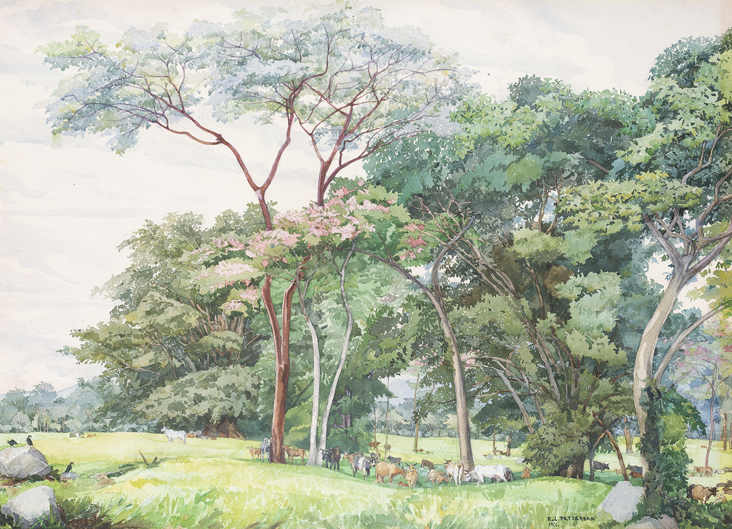 El vasto detalle en las acuarelas sobre la bocacosta que retrató Pettersen generó atención en Guatemala luego de las primeras exposiciones de la artista. (Foto Prensa Libre: Cortesía Nikki Bahr)