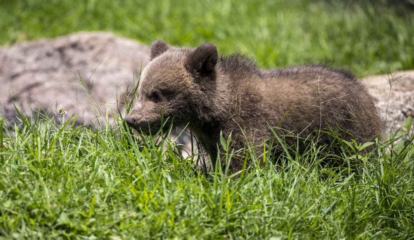 La cachorra de oso pardo en el Zoológico La Aurora, en ciudad de Guatemala. (Foto Prensa Libre: EFE)  