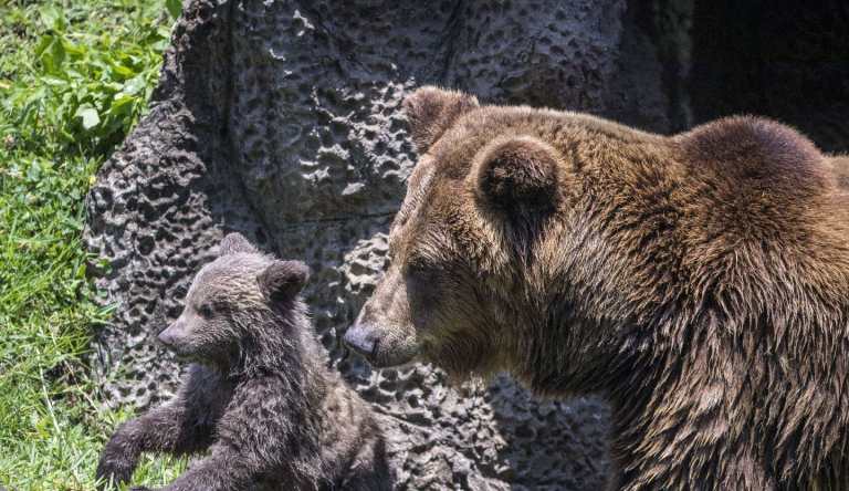 ¿Visitará el Zoológico La Aurora en Semana Santa 2