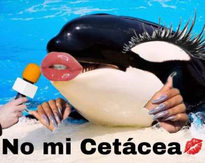 Gladis: los mejores memes que han surgido en redes sociales de la orca conocida por golpear y hundir botes en España
