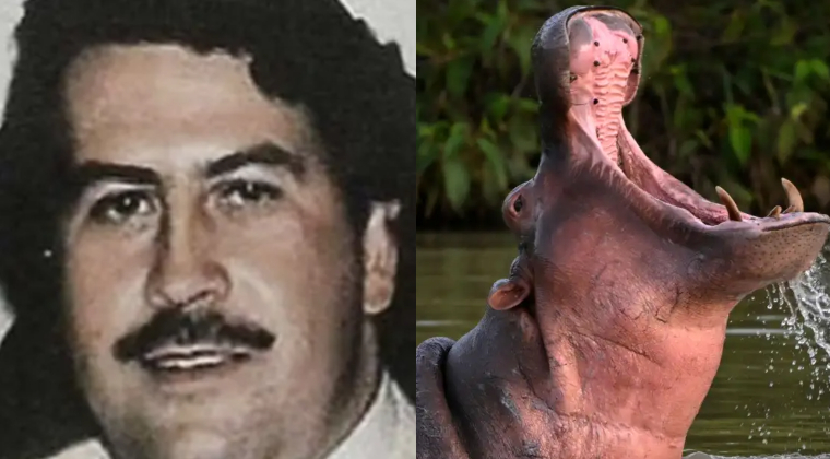 Pablo Escobar hipopótamos