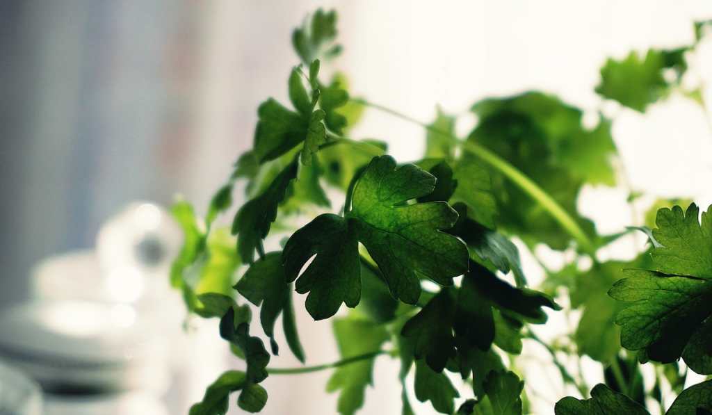 Plantas medicinales más comunes - propiedades del cilantro culantro