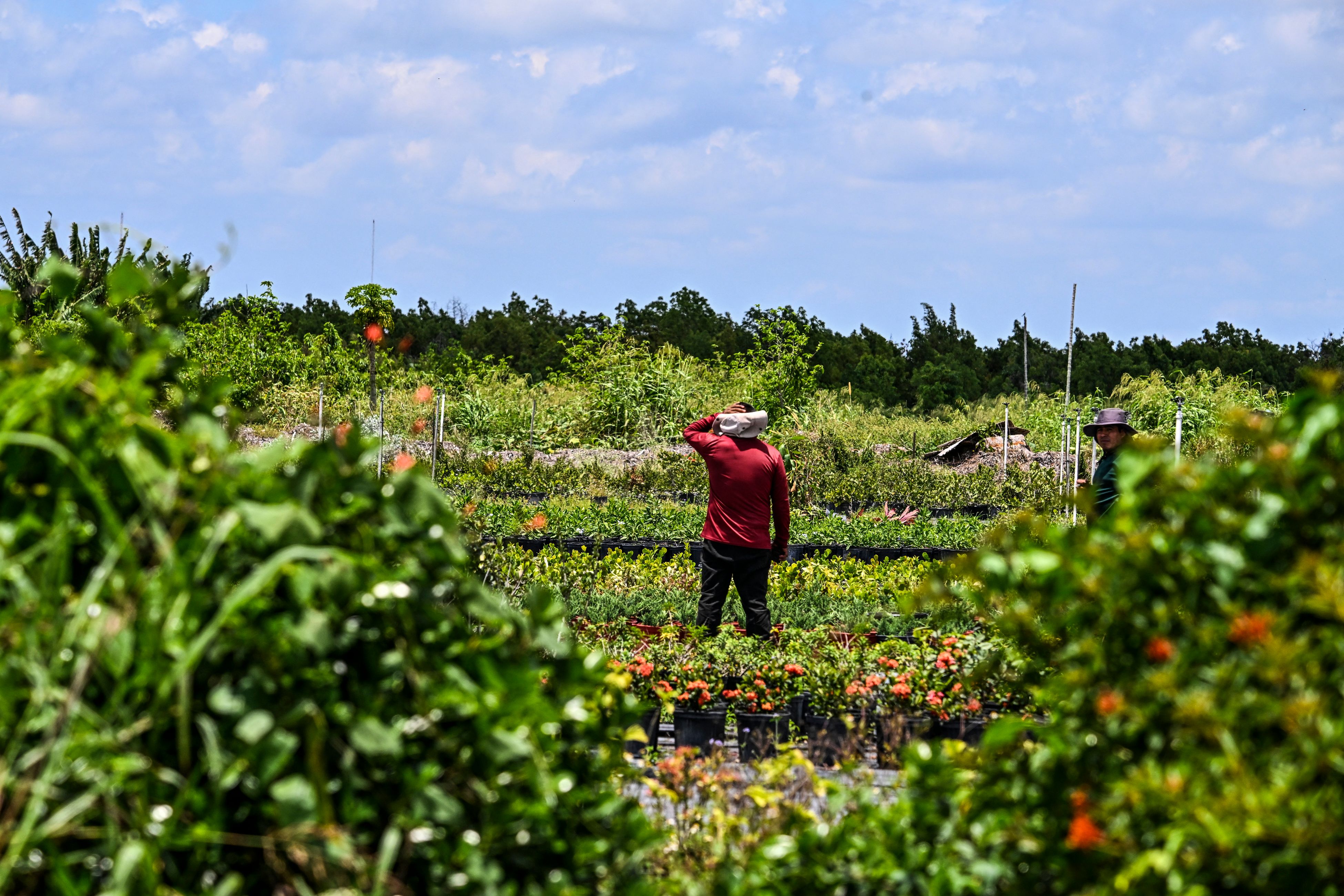 Miles de migrantes trabajan en distintas tareas en sectores de Florida, donde una nueva ley pone en riesgo su estabilidad laboral. (Foto Prensa Libre: AFP)