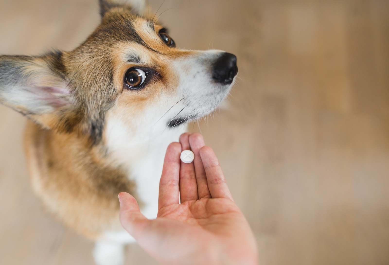 Automedicar a perros y gatos sin consultar al veterinario pone en peligro su salud y su vida. (Foto Prensa Libre, Shutterstock)
