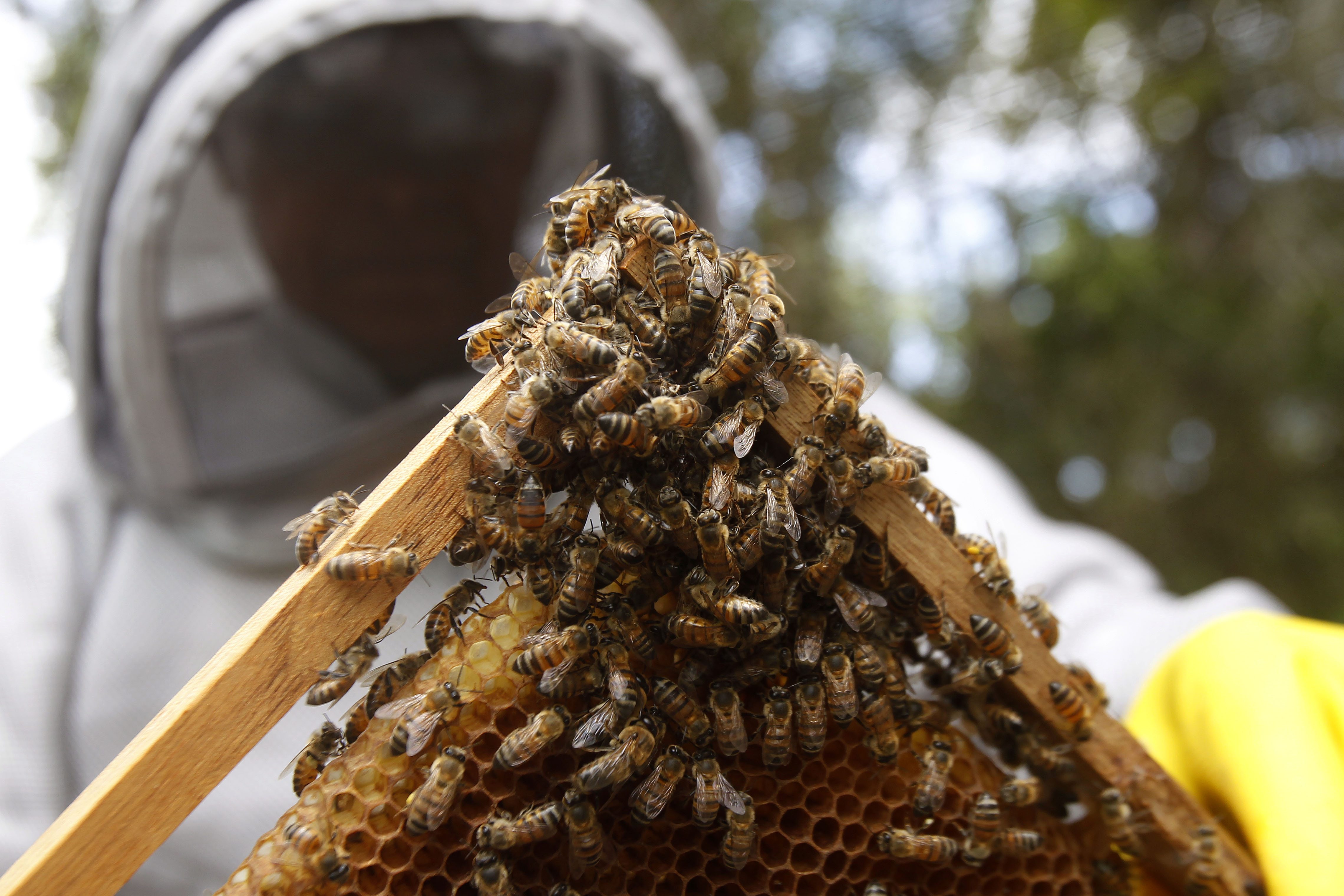  Un enjambre de abejas africanas mató a siete personas en Nicaragua. (Foto Prensa Libre: EFE)