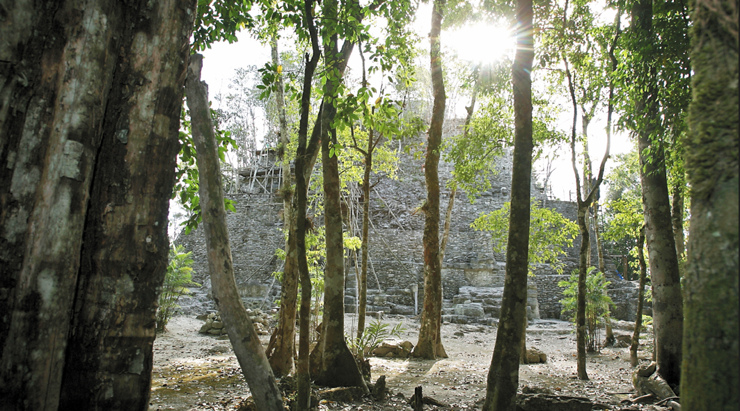 El árbol de granadillo y otras especies de árboles como la caoba y el rosúl, son codiciados por los traficantes de maderas. (Foto Prensa Libre: Hemeroteca PL)