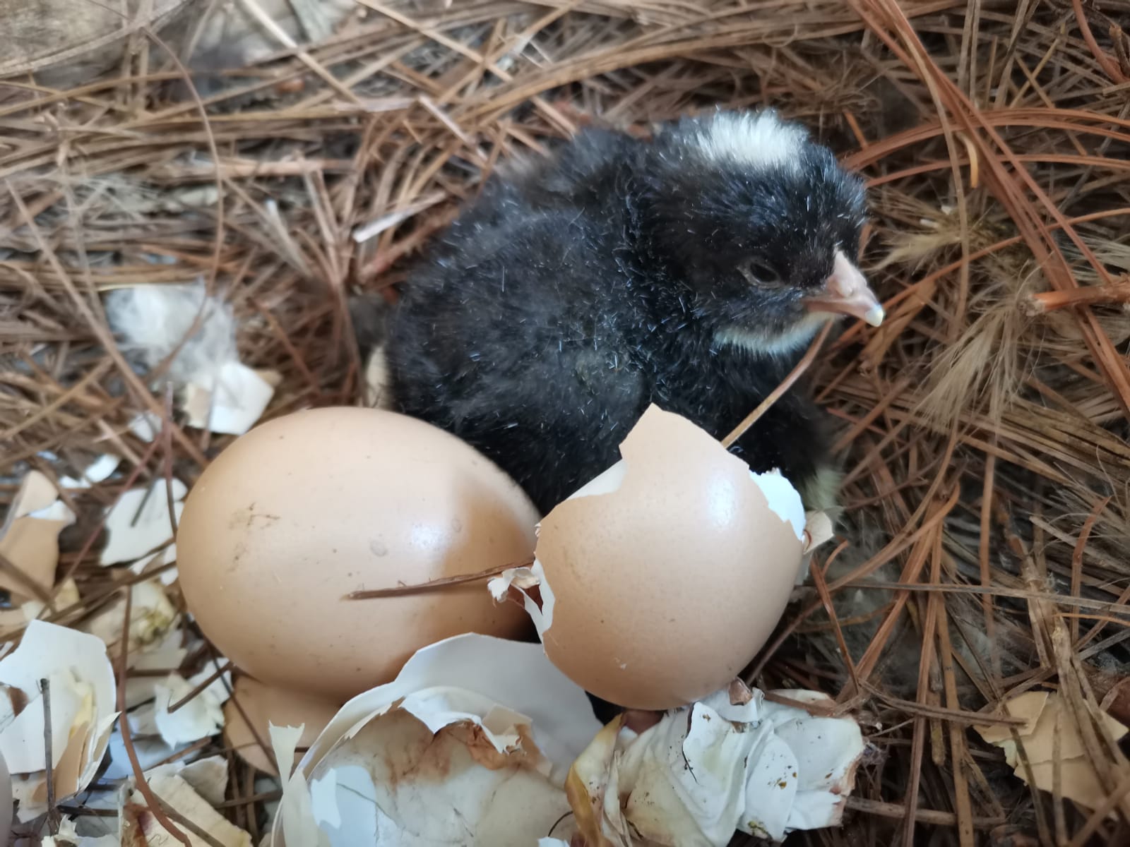  Un reciente estudio científico podría dar una respuesta a la interrogante de qué fue primero, ¿el huevo o la gallina? (Foto Prensa Libre: César Pérez Marroquín) 
