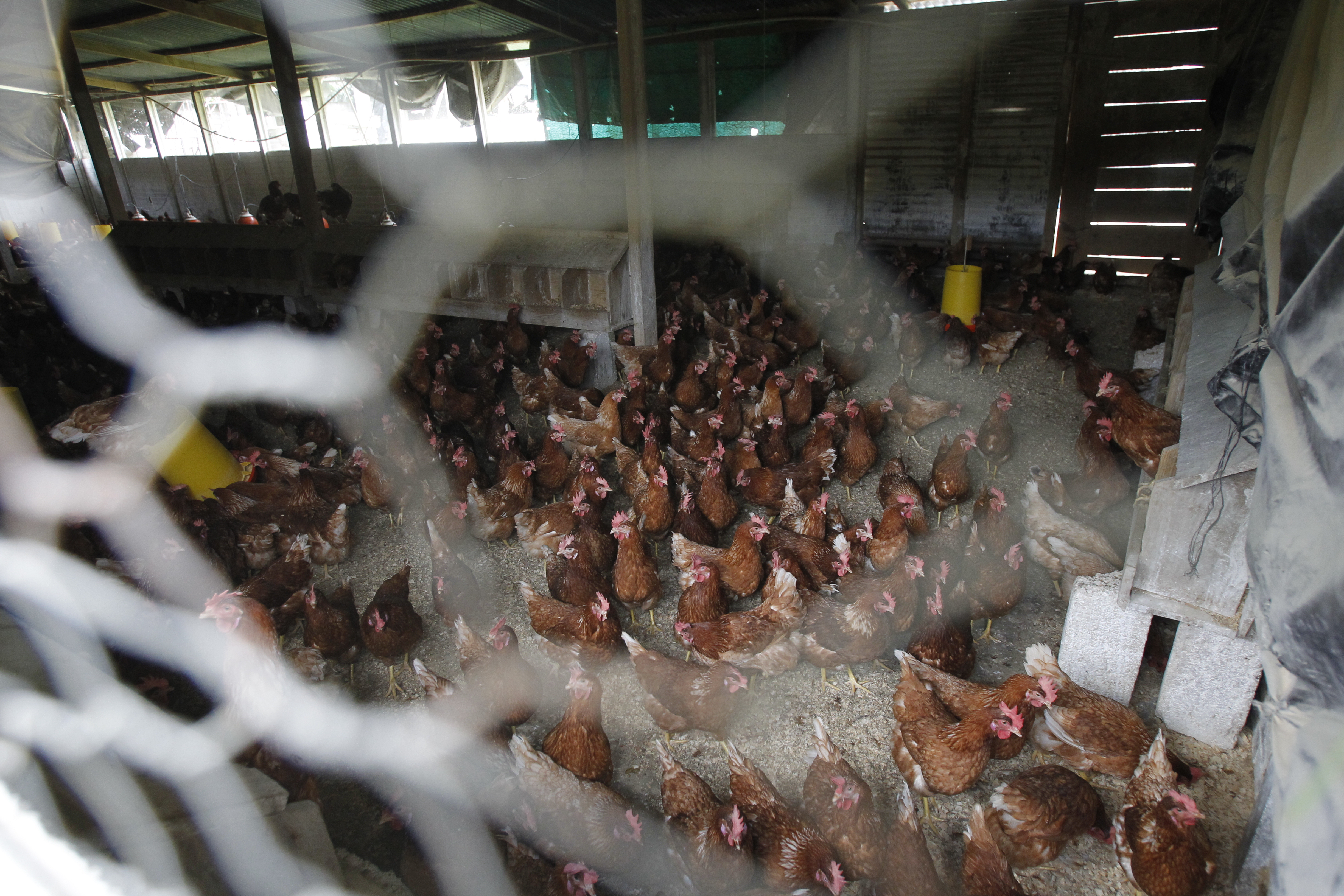 ANimales de corral muertos en Tecpán