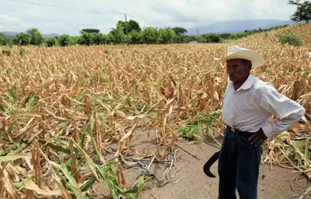 El cambio climático pone en riesgo la alimentación de millones de personas en el Corredor Seco. (Foto Prensa Libre: Hemeroteca PL)